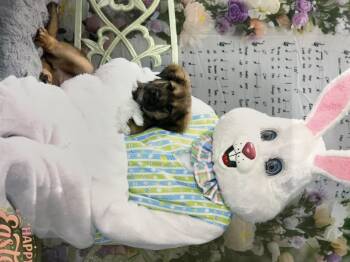 German Shepherd Dog Dogs Available for Adoption in Dayton, Tennessee - Teddy And Hudson  | PetCurious