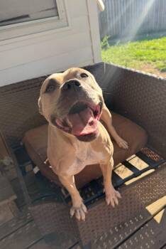 Rescue Pit Bull Terrier Dogs for Adoption in Kenmore, New York - Ruby | PetCurious