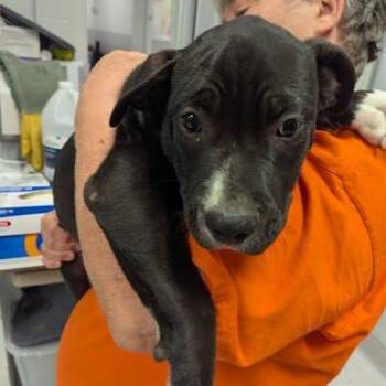 Archie -  Mixed Breed Dog for Adoption in Jeffersonville, Indiana - Archie | PetCurious