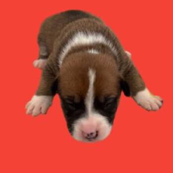 Shepherd and Boxer Dogs Available for Adoption - Mina | PetCurious