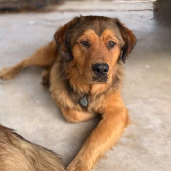 Great Pyrenees and Golden Retriever Dogs Available for Adoption in Atlanta, Texas - Austin  | PetCurious