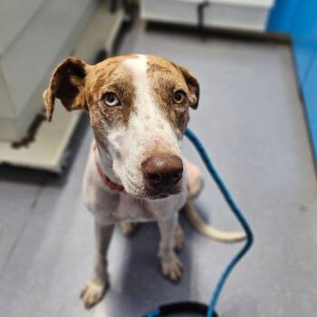 Rescue Catahoula Leopard Dog Dogs for Adoption in Wahiawa, Hawaii - Mama Odie | PetCurious