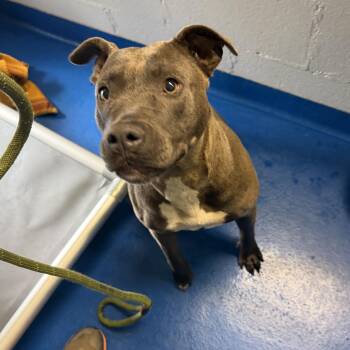 Terrier Dogs Available for Adoption in Lancaster, South Carolina - Valerie | PetCurious
