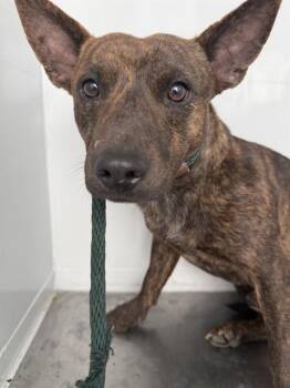 Terrier and Australian Cattle Dog Blue Heeler Dogs Available for Adoption - YODA | PetCurious