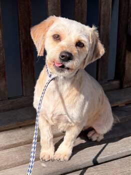 Wheaten Terrier Dogs Available for Adoption in Lambertville, New Jersey - RAYLYNN | PetCurious