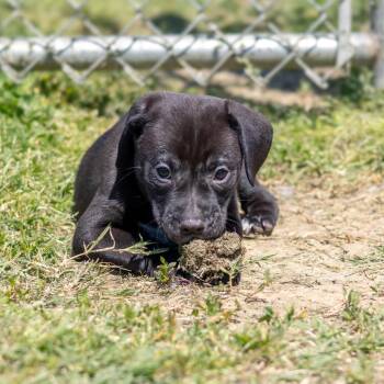 Mixed Breed Dogs Available for Adoption in Wilmington, Delaware - Zebra Cakes | PetCurious