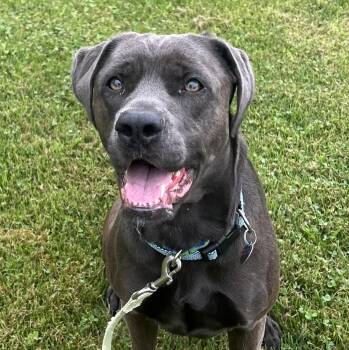 Nova -  Labrador Retriever Dog for Adoption in Ithaca, New York - Nova | PetCurious