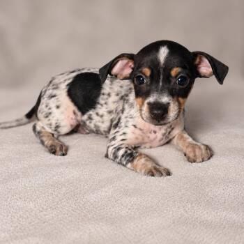 Dotty -  Jack Russell Terrier and Mixed Breed Dog for Adoption in Tucson, Arizona - Dotty | PetCurious