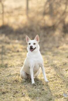 Mixed Breed Dogs Available for Adoption - Buddy  | PetCurious