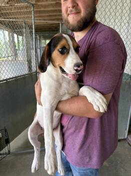 Miles -  Hound Dog for Adoption in Linton, Indiana - Miles | PetCurious