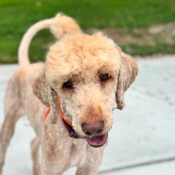 Cabel - Chino Hills Location -  Standard Poodle and Golden Retriever Dog for Adoption in Chino Hills, California - Cabel - Chino Hills Location | PetCurious