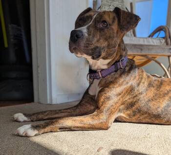 Rescue Pit Bull Terrier Dogs for Adoption in Akron, New York - Peppa | PetCurious