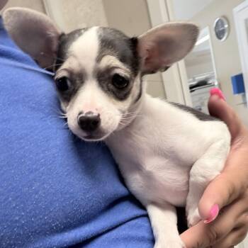 Mixed Breed Dogs Available for Adoption in Medford, Oregon - Pep | PetCurious