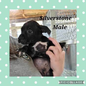 Pit Bull Terrier Dogs Available for Adoption in Ringwood, New Jersey - Silverstone | PetCurious