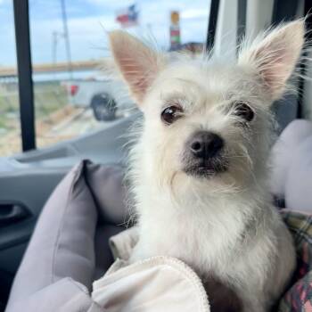 Bebe -  Chihuahua and Mixed Breed Dog for Adoption in Ennis, Texas - Bebe | PetCurious