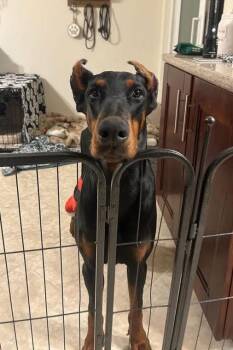 Doberman Pinscher Dogs Available for Adoption - Jingles/Jasper 3503 | PetCurious