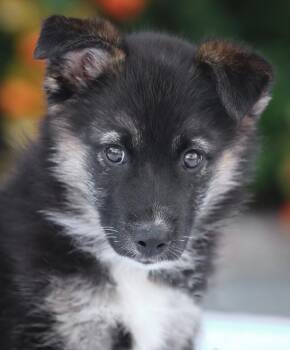German Shepherd Dog Dogs Available for Adoption in Los Angeles, California - *Jack Von Mainz | PetCurious