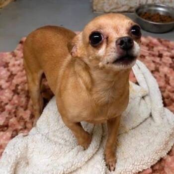 Oliver -  Chihuahua Dog for Adoption in Blue Springs, Missouri - Oliver | PetCurious