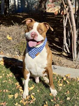 Rescue Pit Bull Terrier Dogs for Adoption in Gardnerville, Nevada - Draco | PetCurious