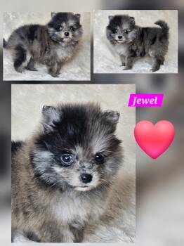 Pomeranian Dogs Available for Sale in Laredo, Texas - Jewel | PetCurious