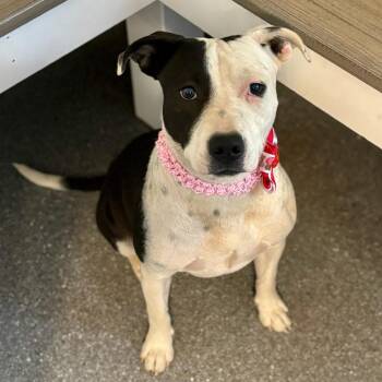 Terrier and Mixed Breed Dogs Available for Adoption in Metamora, Michigan - Velma | PetCurious