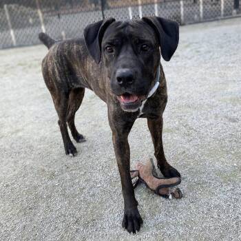 Celeste -  Cane Corso Dog Available for Adoption in Philadelphia, Pennsylvania - Celeste | PetCurious