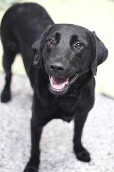 Meda in NH. Come Meet our Adoptable Dogs Wednesday-Saturday. Mor -  Black Labrador Retriever Dog for Adoption in Manchester, New Hampshire - Meda In NH. Come Meet Our Adoptable Dogs Wednesday-Saturday. Mor | PetCurious