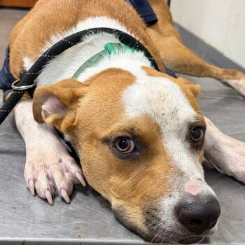 Ireland -  Pit Bull Terrier Dog for Adoption in Yuma, Arizona - Ireland | PetCurious