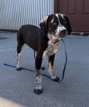 Australian Cattle Dog Blue Heeler Dogs Available for Adoption in Lexington, Kentucky - Patrick | PetCurious