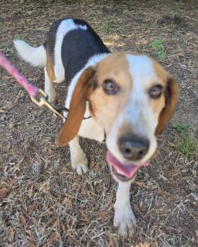 Beagle Dogs Available for Adoption in Lexington, Massachusetts - Elmer | PetCurious