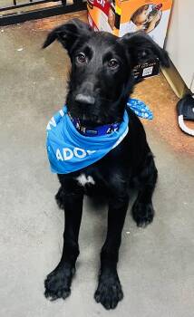 Soy sauce -  Standard Poodle Dog for Adoption in Council Bluffs, Iowa - Soy Sauce | PetCurious