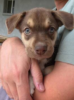 Basenji and Australian Shepherd Dogs Available for Adoption - Red Sox | PetCurious