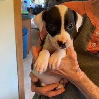 Blaze -  Pit Bull Terrier and Mixed Breed Dog for Adoption in South Elgin, Illinois - Blaze | PetCurious