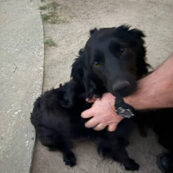 Onyx -  Mixed Breed Dog for Adoption in Myrtle Beach, South Carolina - Onyx | PetCurious