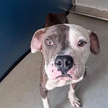 Cobbler -  Mixed Breed Dog for Adoption in Greenville, South Carolina - Cobbler | PetCurious
