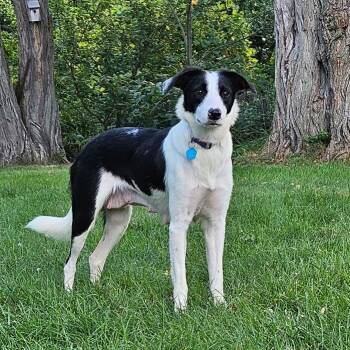 Rescue Border Collie Dogs for Adoption in Danville, Vermont - Willow | PetCurious