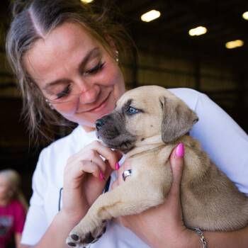 Staffordshire Bull Terrier and Mixed Breed Dogs Available for Adoption in Fayetteville, Arkansas - Darla | PetCurious