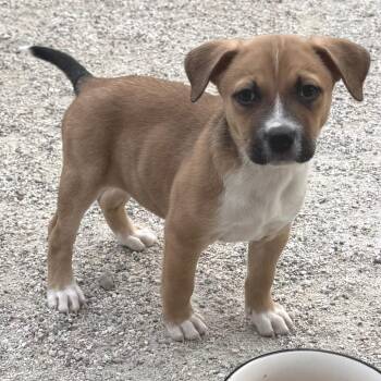 German Shepherd Dog and Husky Dogs Available for Adoption in Chesapeake, Virginia - Zelly | PetCurious