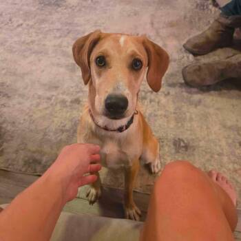 Orchid -  Hound Dog for Adoption in Uxbridge, Massachusetts - Orchid | PetCurious