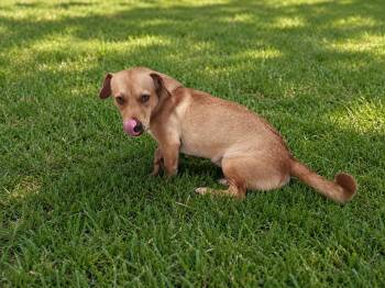 Auri - The Cuddlebug -  Beagle Dog for Adoption in Carolina, Carolina - Auri - The Cuddlebug | PetCurious
