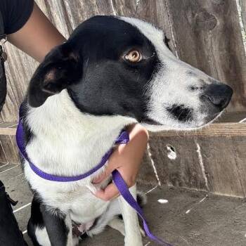 Adelaide -  Border Collie Dog for Adoption in Sonoma, California - Adelaide | PetCurious