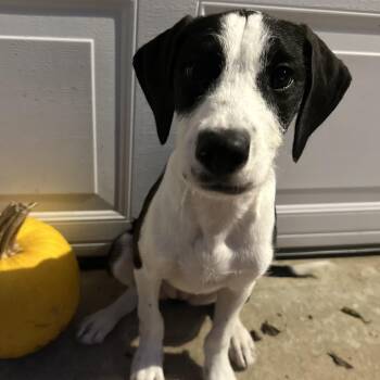 Rescue Poodle Dogs for Adoption in Suffield, Connecticut - Jolie | PetCurious