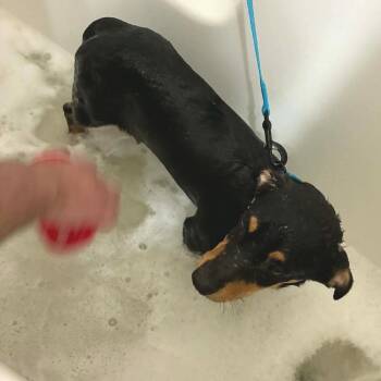 Mixed Breed Dogs Available for Adoption - San Juan | PetCurious