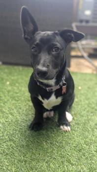 Remi -  Corgi and Labrador Retriever Dog for Adoption in Aurora, Colorado - Remi | PetCurious