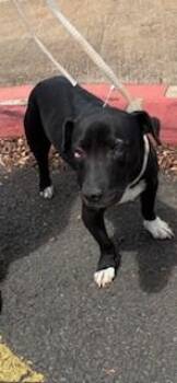 Terrier and Mixed Breed Dogs Available for Adoption in Honolulu, Hawaii - Erlo | PetCurious