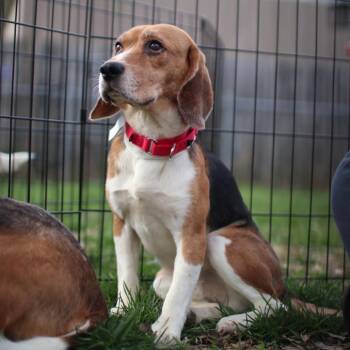 Beagle Dogs Available for Adoption in Rochester, Minnesota - Zephyr | PetCurious