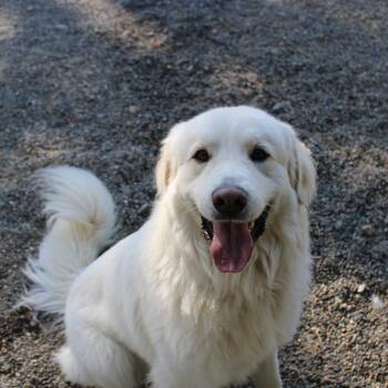 Great Pyrenees Dogs Available for Adoption in Weaverville, California - Witty | PetCurious