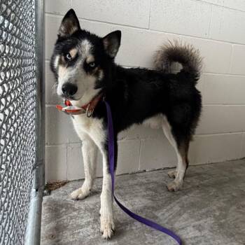 Goober -  Siberian Husky Dog for Adoption in Edinburg, Texas - Goober | PetCurious