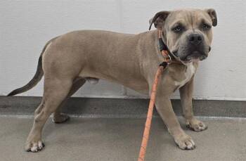 American Staffordshire Terrier Dogs Available for Adoption in Fort Lauderdale, Florida - DAN | PetCurious