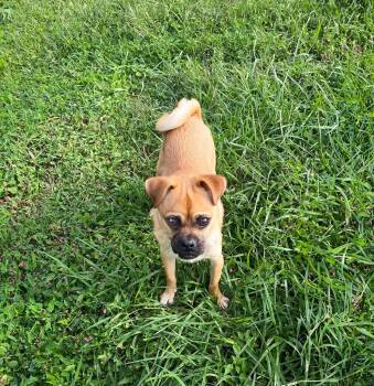Pugsley -  Pug and Chihuahua Dog for Adoption in Coatesville, Pennsylvania - Pugsley | PetCurious